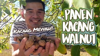 #NewZealand PANEN BUAH DAN KACANG WALNUT GRATIS