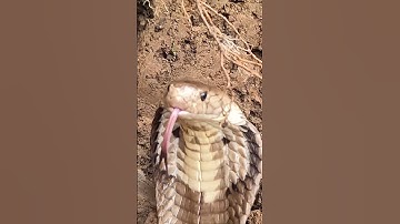 Mang Rắn Quá Đẹp Quá Đã Mắt/Săn Bắt TV