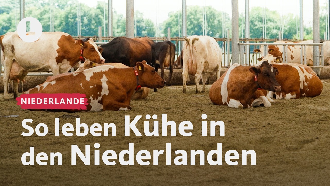 Sand statt Spaltboden: Inspiration für deutsche Landwirte? | WDR Lokalzeit LandSchafft