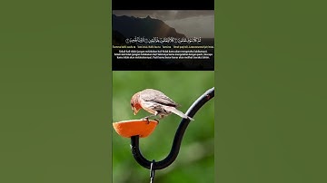 تأمل في معاني سورة التكاثر | Deep Reflection - Surah At-Takathur