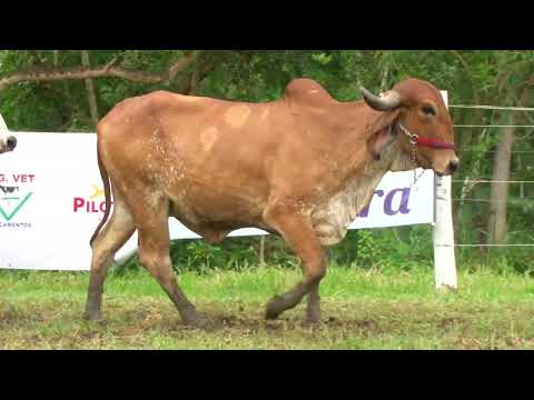 LOTE 40   FAZENDA CACHOEIRA   GAOM 274