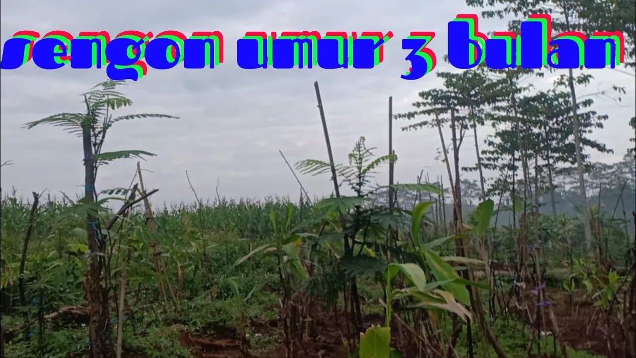sengon umur 3 bulan | Albasia