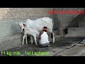 👍Pure Tharparkar cow, 11 kg milk ready, ₹35000