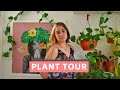 Plant tour de mi jardín interior segunda parte ft Chavita loca de las plantas | Perspectiva Verde