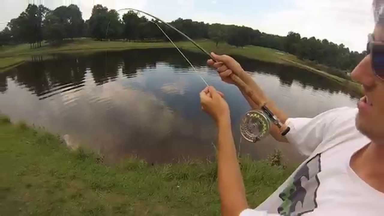 Virginia Carp Fly Fishing YouTube