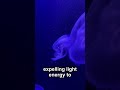 Deep-Sea Fish Eyes Glow Before They Die 🌊