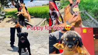 Free puppy mill Gaya bhai daku ki power(Gill dog kennel)@Gilldogkennel1313