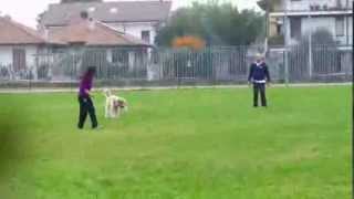 Disc Dog allenamento Beginners ottobre '13