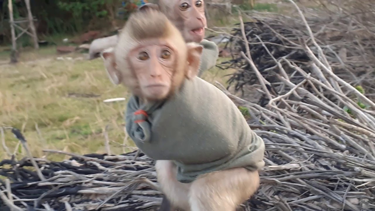 Monkey Apollo & Drew Happy For Sunset In evening With Mom And All ...