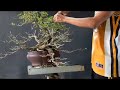 Grooming and cleaning my bonsai