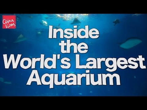 Video: Ocean World Oceanarium description and photos - China: Guangzhou