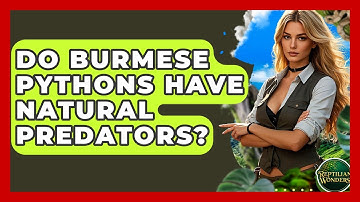 Do Burmese Pythons Have Natural Predators? - Reptilian Wonders