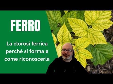 Video: Quale carenza di minerali provoca clorosi nelle piante?