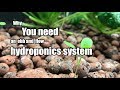 Why you need an ebb and flow hydroponics system