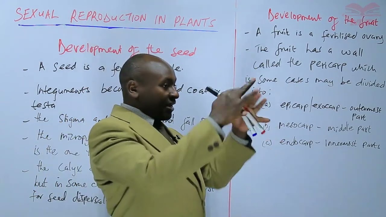 Разработка Seed L2O