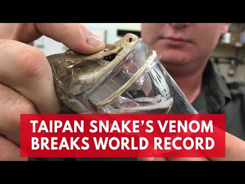 This deadly Taipan snake broke the record for most venom, enough to kill 100 humans