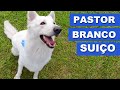 Pastor Branco Suiço - Quatro Patas