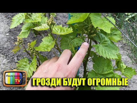 Грозди винограда будут огромные! Делая эту простую операцию в мае или июне