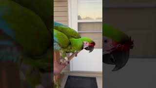 Peanut Butter is so ready to go back inside macaw bird parrot pet pets birds