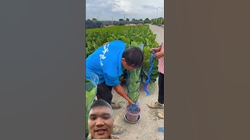 Túi Lưới Bảo Quản Cây Giống #farming