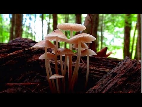 Lunch & Learn: Mushrooms of Pennsylvania