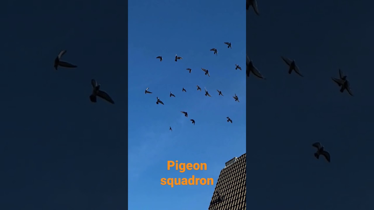Pigeon squadron 🕊