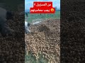اطنان البطاطا مرمية لغرض الاحتكار