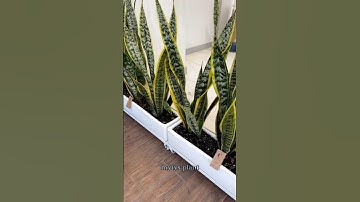 Plants That Can Absorb Air Pollution#viralvideo #youtubeshorts #shortsvideo #Mother in law