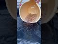 メダカすくいのメダカ補充！ #ビオトープ