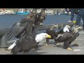 Beautiful eagle takes off in 02 seconds  super slow motion