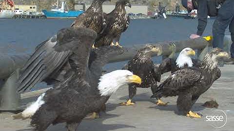 Beautiful eagle takes off in 0.2 seconds - super slow motion
