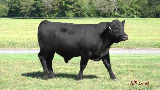 Lot 60 TJB Gelbvieh