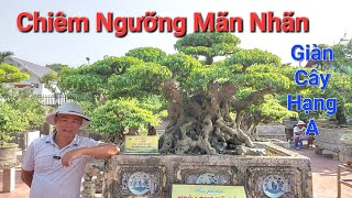 MÃN NHÃN với giàn TP RẤT QUÝ - ĐẲNG CẤP tọa lạc trong 1 vườn CÂY VÔ CÙNG ĐẸP tại HP - 0979157777 .