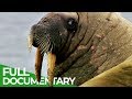 Walruses: Heavyweights With Unexpected Skills | Free Documentary Nature