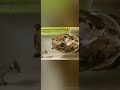 🐿️😂 Muddy Squirrel Takes a Funny Bath! | Cute & Clean AI Art Video | 🐿️ Muddy to Shiny Squirrel 🛁