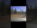 GX 470 maneuvering in dense forest #gx470 #oregon #shorts
