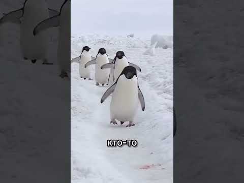 Самая забавная жизнь пингвинов в природе
