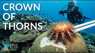 Venomous Starfish are eating the Great Barrier Reef!