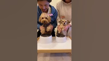 Thumbnail of Puppy drummers killing it #puppy #shorts #drums