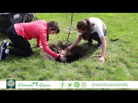 Video: West Coast Frugttræ Info: Dyrkning af frugttræer i Vesten