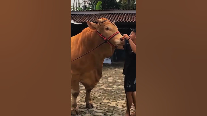 Reymond sapi berkah setia Farm 2020#shorts
