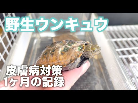 皮膚病のウンキュウに1ヶ月対策してみた結果 野生採集個体