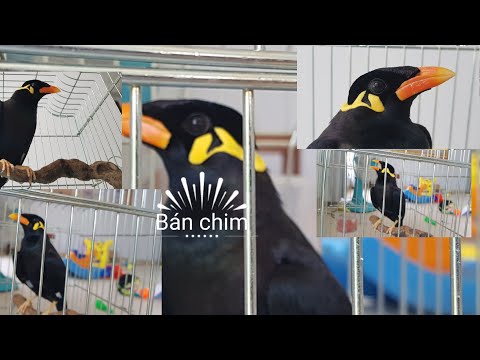 Video Bán chim Nhồng ( Yểng) đã biết nói và chơi nhạc |... - youtube