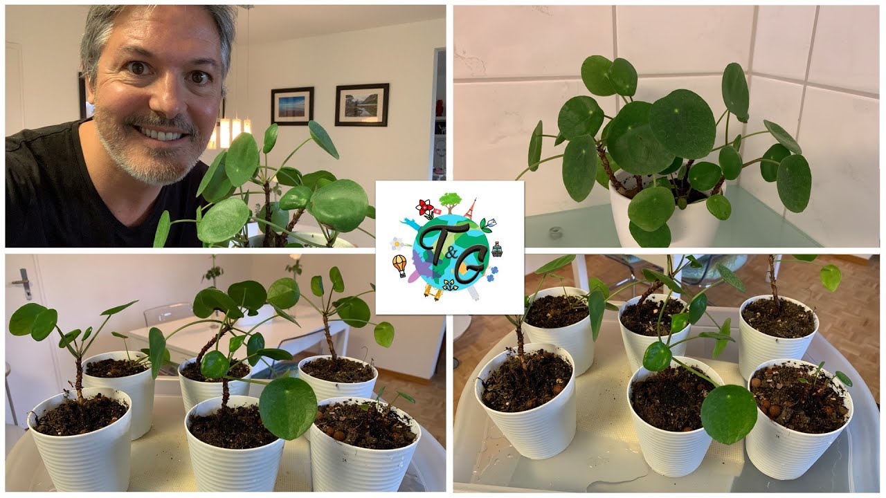 Pilea peperomioides Cuidados y propagacion