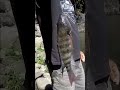 #viral #pesca #fypシ #naturaleza #parati #shorts