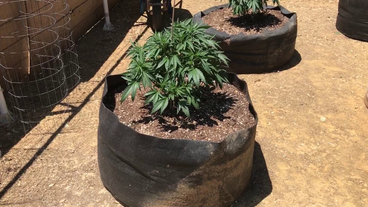Outdoor medical marijuana grow 2017: Update 3