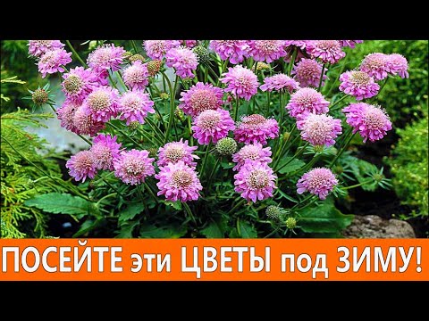 Video: Blumenbeete Auf Dem Land