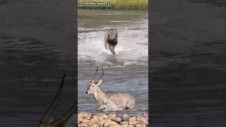 Rusa Dalam Masalah ! 😱 Dikejar Singa Jantan Sampai ke Sungai ! #animals #shorts #fyp #viral