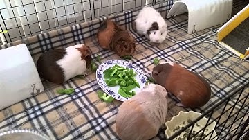 Update Guinea Pig herd: Breakfast (finally)