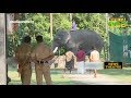 ആന പാപ്പാനെ വലിച്ചെറിഞ്ഞു | mahout | death | elephant | News Theatre